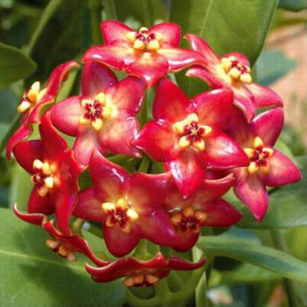 Red Yellow Hoya Flower Seeds 100 pcs