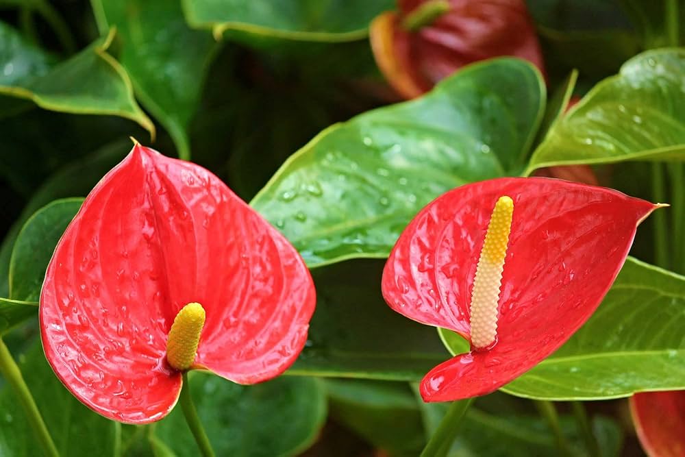 Blandede Anthurium Andraeanum frø til plantning - 100 stk