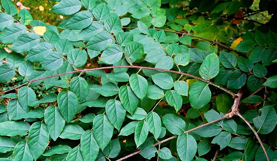 kentucky coffee flower seeds
