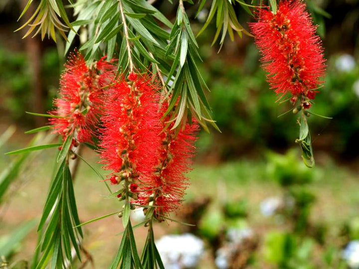 Heirloom Non-GMO Bottle Brush Flower Seeds for Planting – Vibrant GreenWill Garden Blooms | High Germination