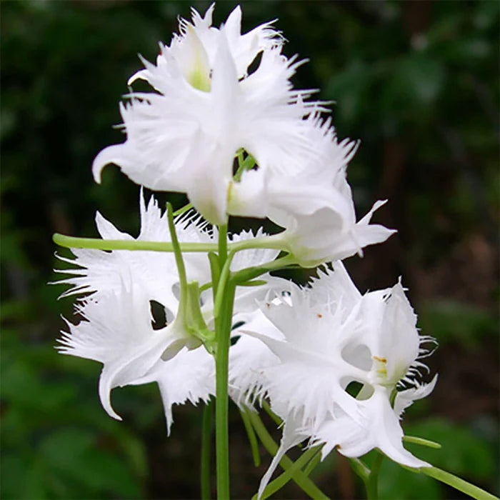 white dove egret flower seeds White Egret Orchid Flower Seeds for Planting – Heirloom Non-GMO Organi – Neeraseeds