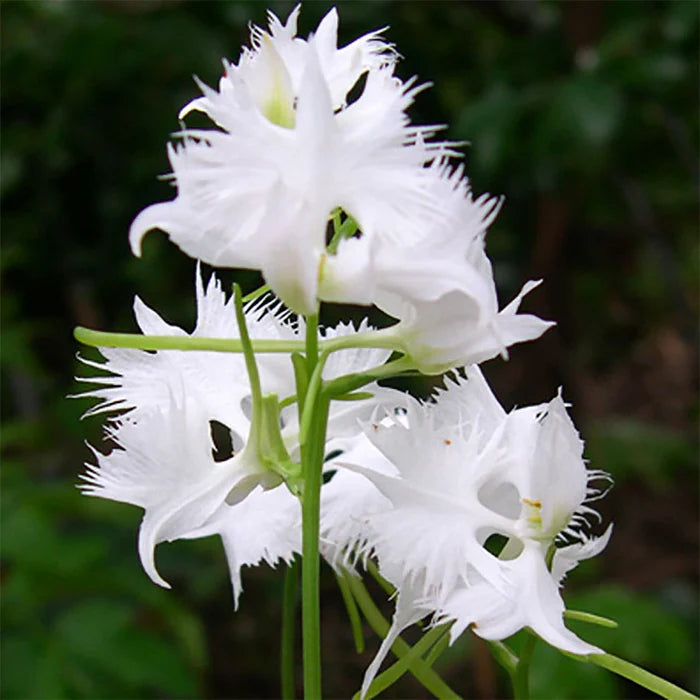 White Egret Orkideer Blomsterfrø til udplantning 100 stk