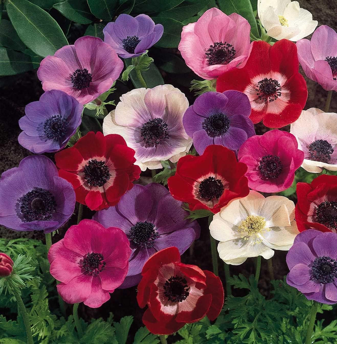 anemone seeds from flower Mixed Colour Anemone Flower Seeds for Planting – Heirloom, Non-GMO, High Germination Organic Garden Seeds