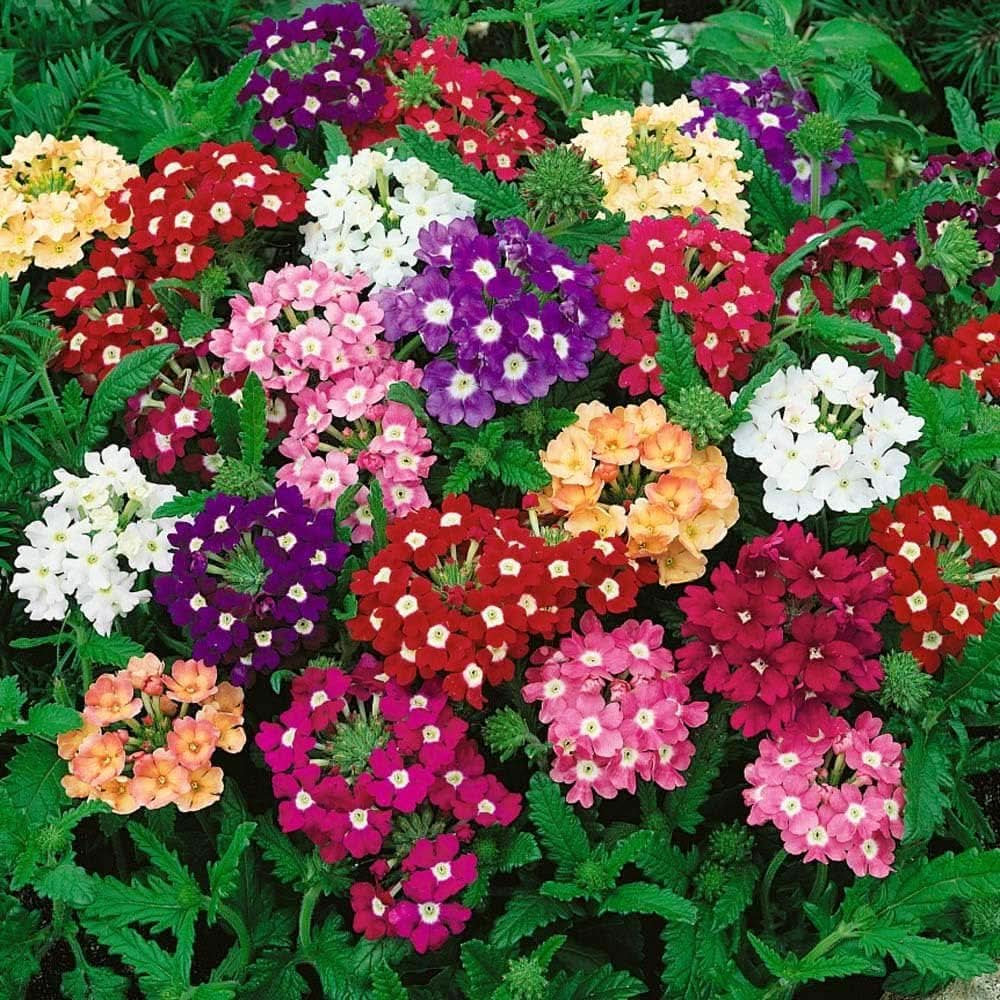 verbena verbena flower seeds