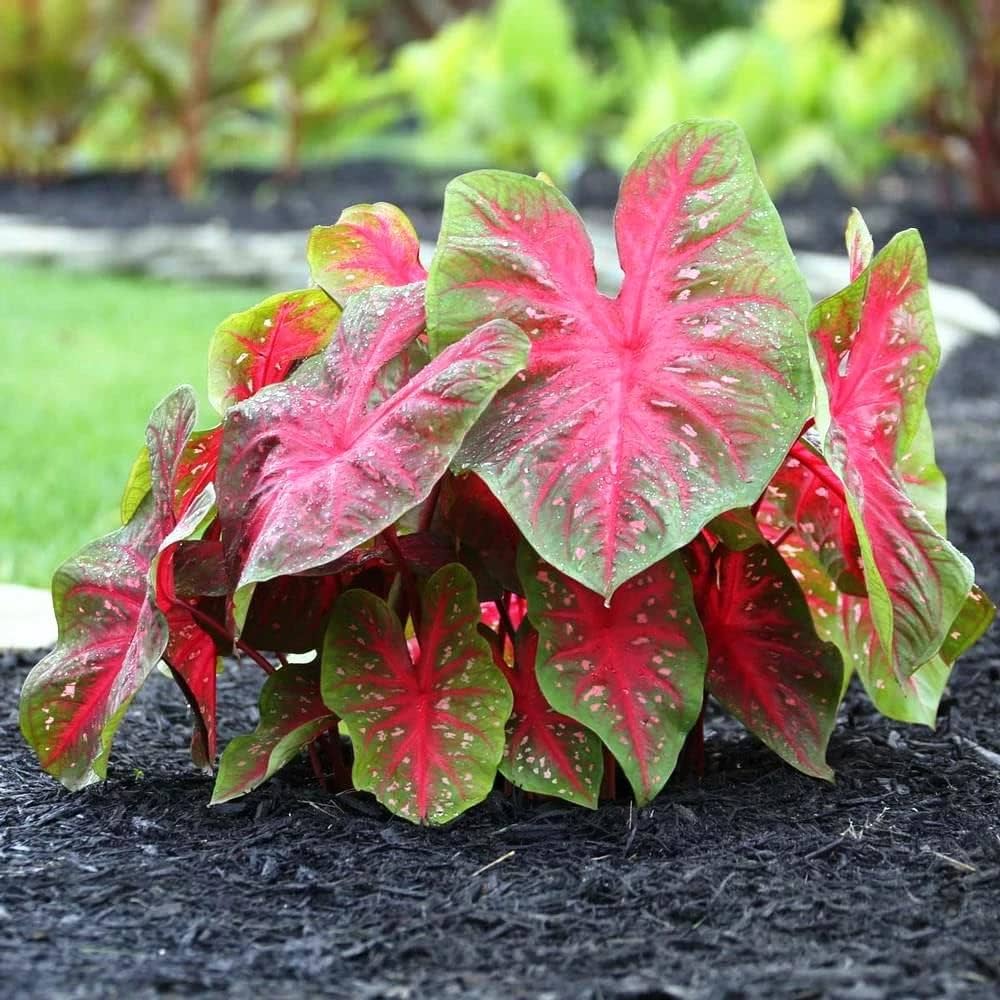 caladium flower flower seeds