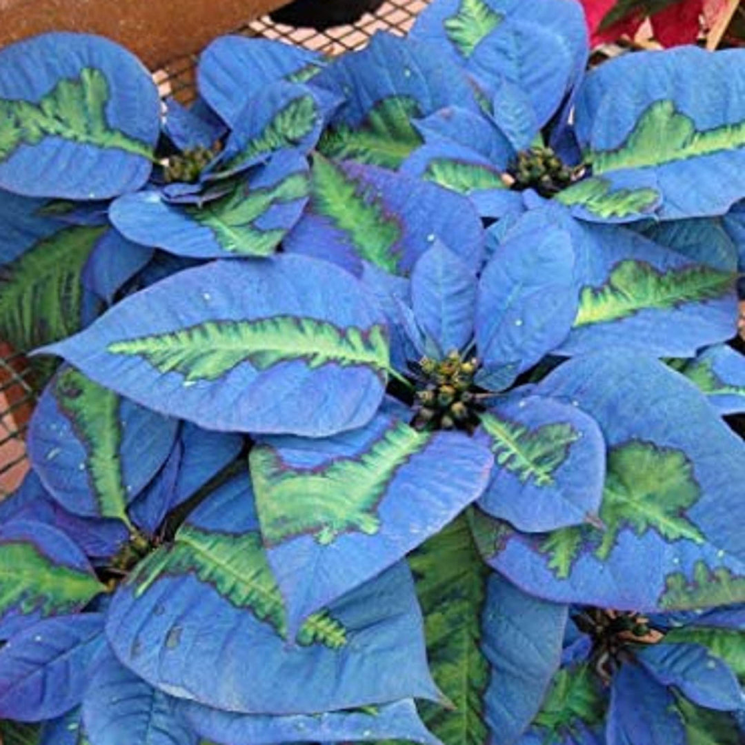 Poinsettia Flower Seeds for Planting, Sky Blue, 100 pcs