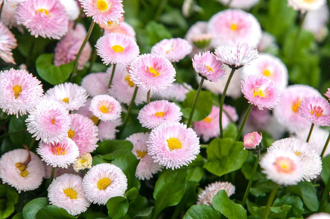 Flower Seeds, Seeds for Planting, Plant Seeds