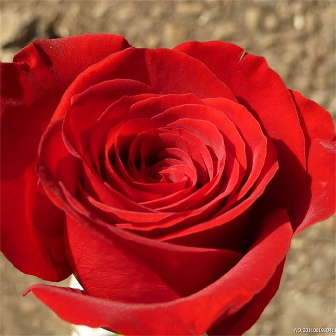 red rose flower seeds