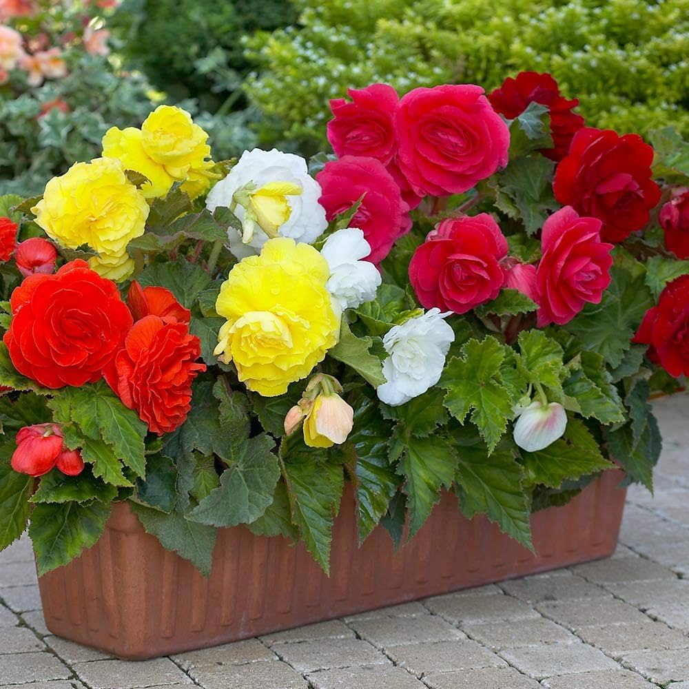 begonia begonia flower seeds