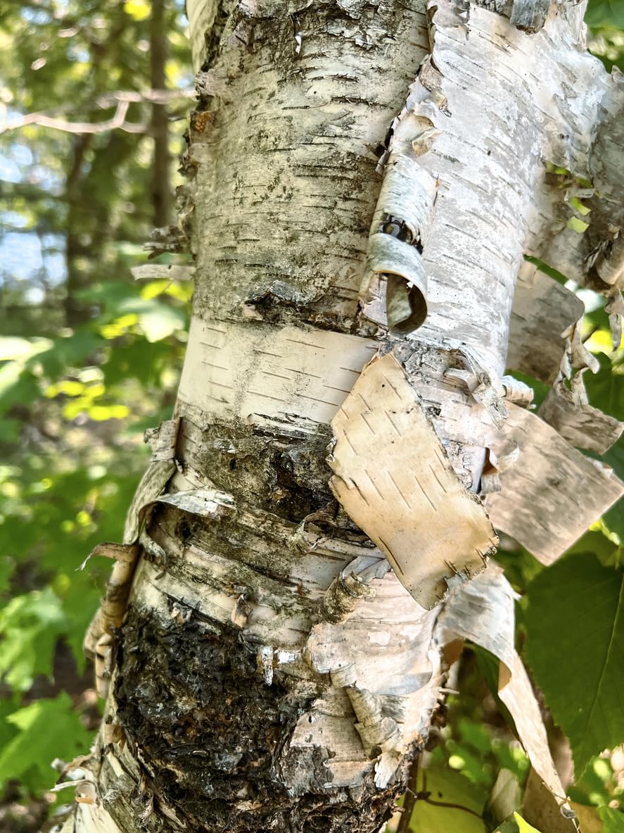 paper birch flower seeds