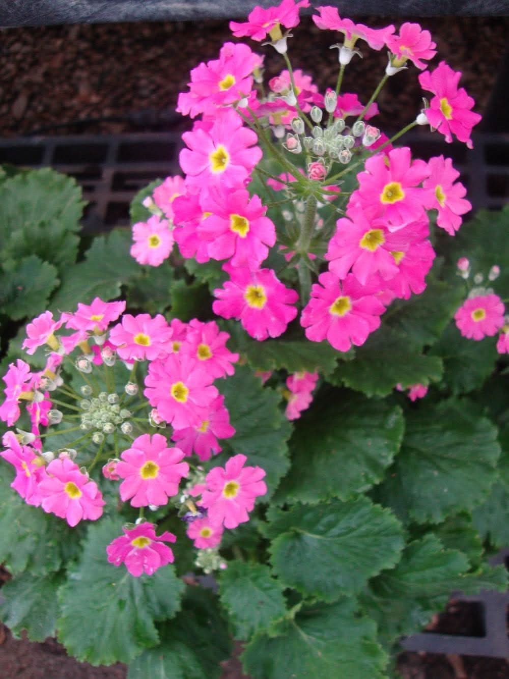heirloom non flower seeds
