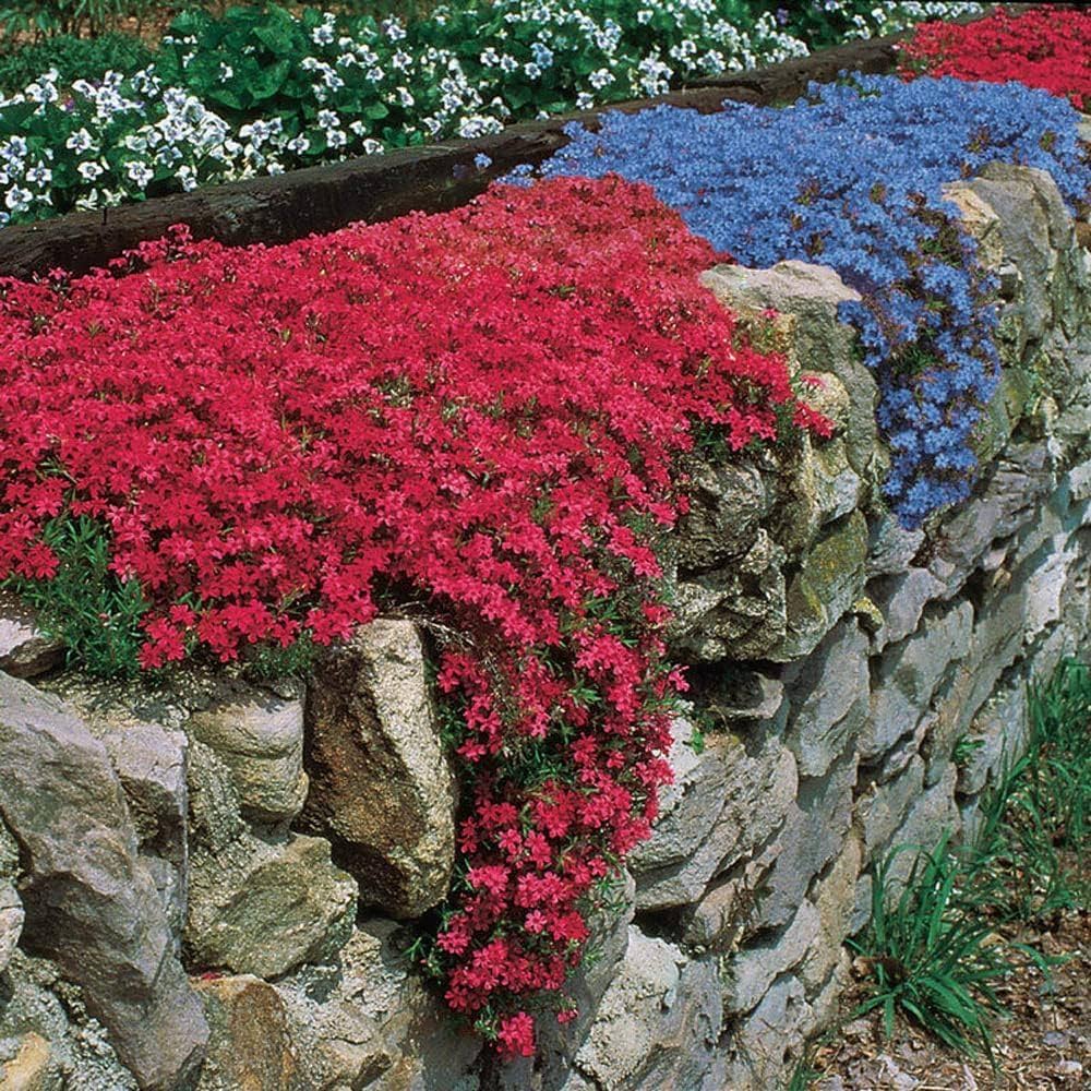 red aubrieta flower seeds