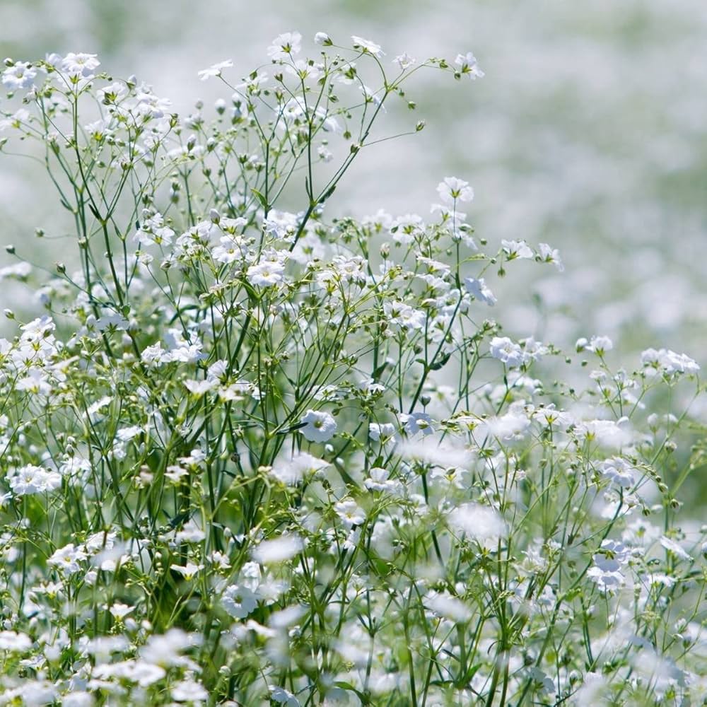 gypsophila mixed flower seeds
