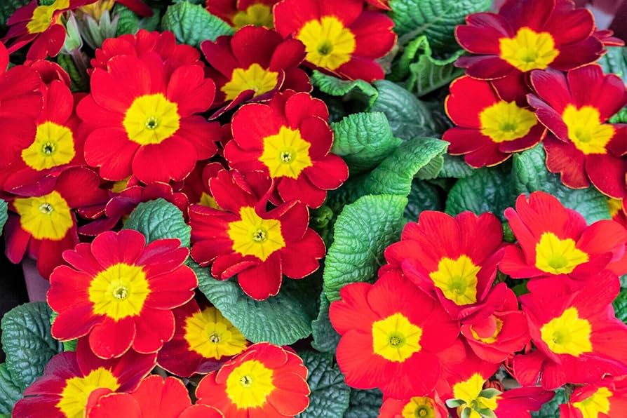 primrose primula flower seeds