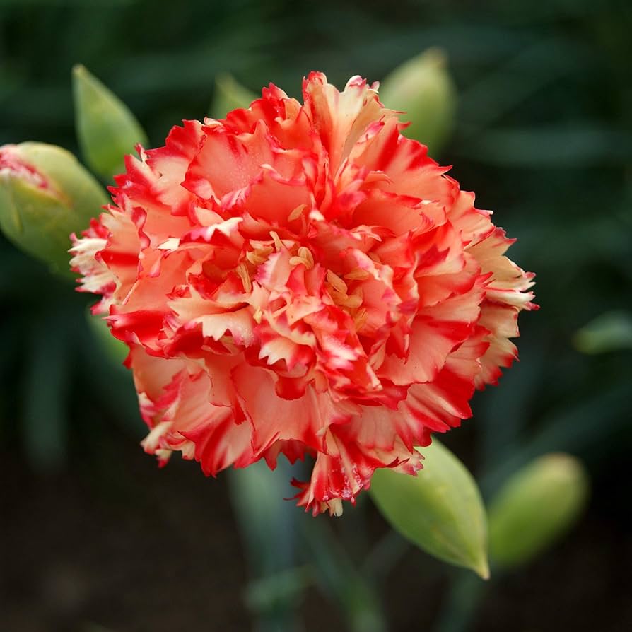 Orange Red Carnation Flower Seeds – Vibrant Heirloom, Non-GMO Seeds for Garden Planting