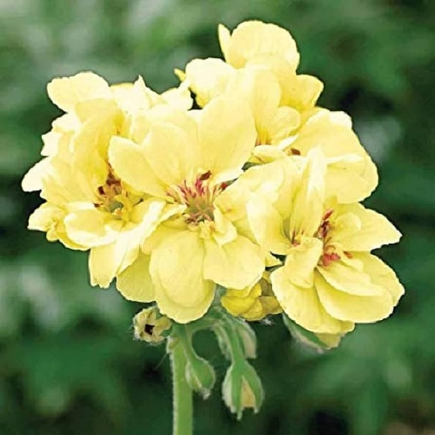 violet yellow flower seeds