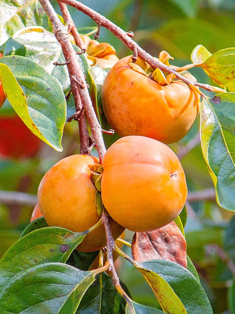 Orange Persimmon Frugtfrø – Ideel til dyrkning af træer 100 stk