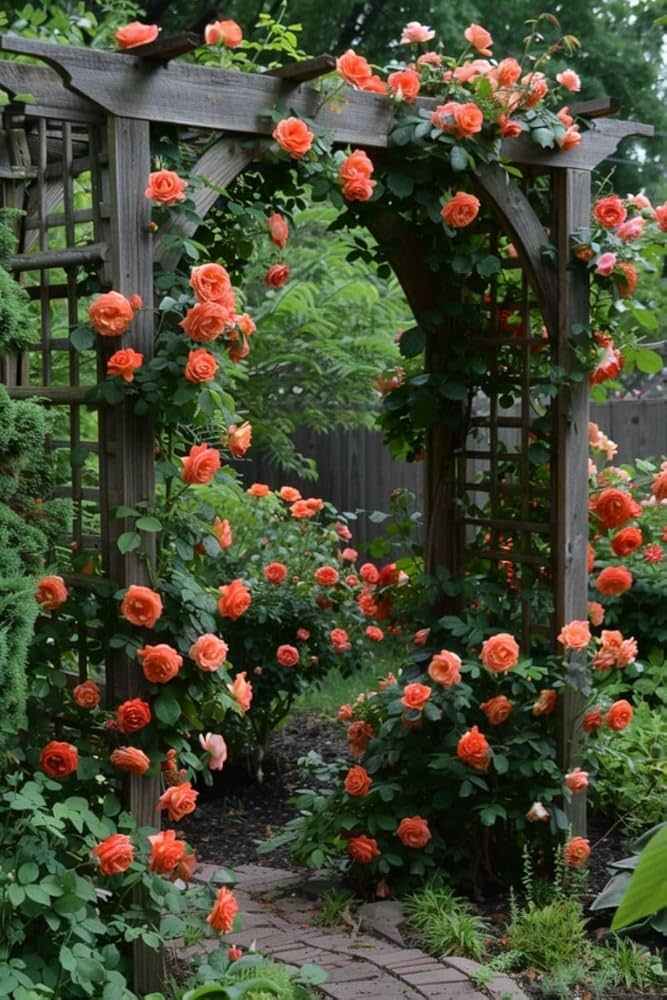 Dark Orange Climbing Rose Seeds for Planting – Heirloom, Non-GMO, High Germination Garden Flower Seeds