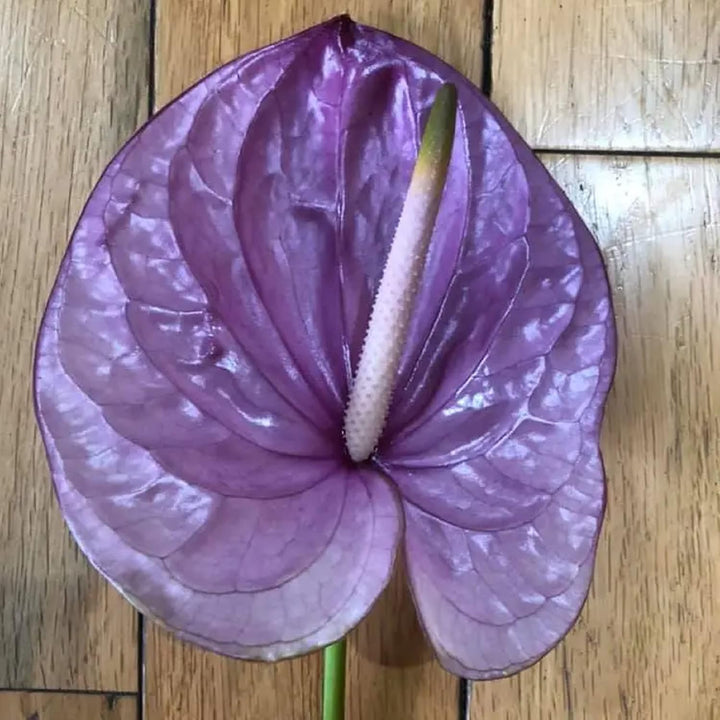 Violet Anthurium Flower Seeds for Planting – Heirloom Non-GMO Garden Seeds