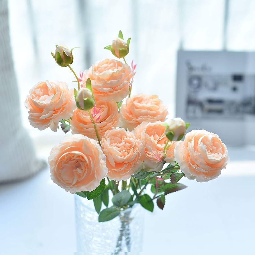 cabbage rose flower seeds