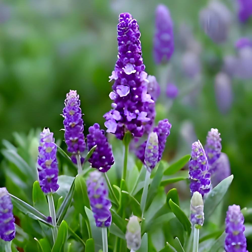 lavender flower flower seeds