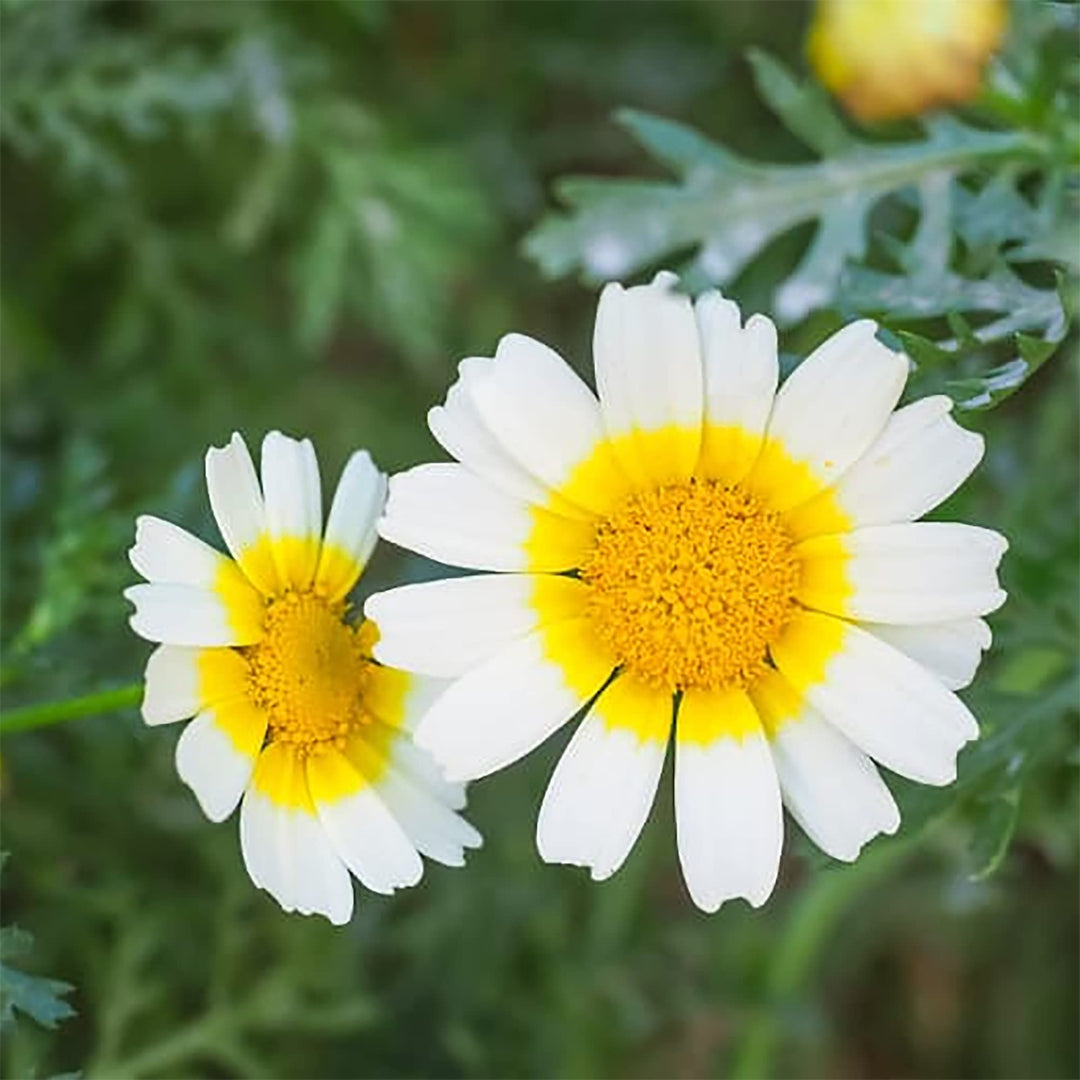 garland daisy flower seeds