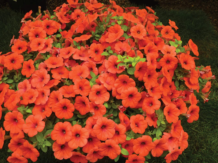 Orange Petunia Flower Seeds for Planting – Heirloom, Non-GMO, High Germination Organic Garden Seeds