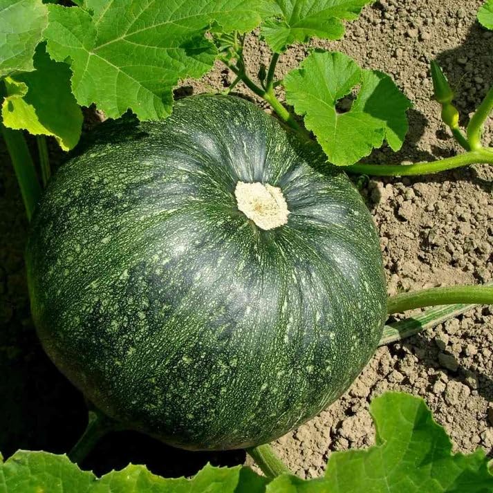 Green Pumpkin Vegetable Seeds for Planting – Non-GMO, Heirloom Seeds for a Bountiful Harvest
