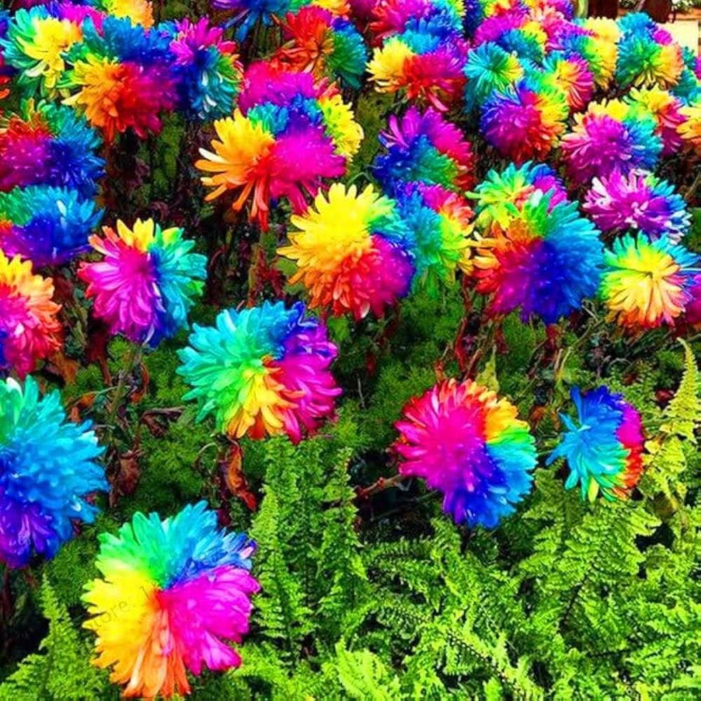rainbow chrysanthemum flower seeds