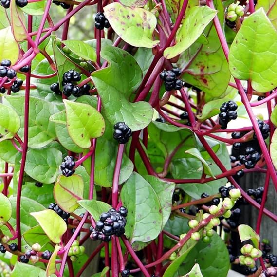 Malabar Spinach Seeds for Planting – High Yield, Fast-Growing Leafy Vegetable Seeds