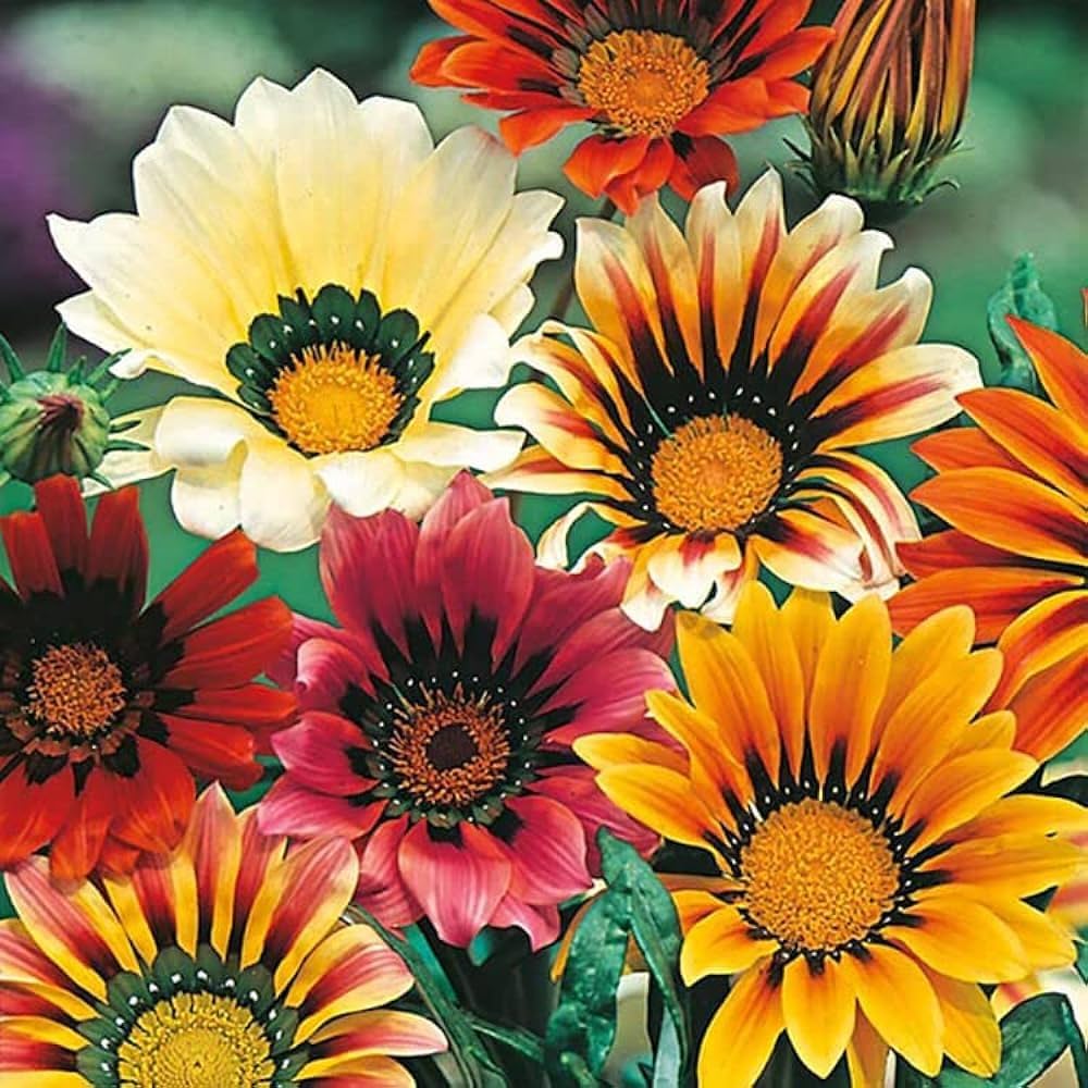 gazania gazania flower seeds