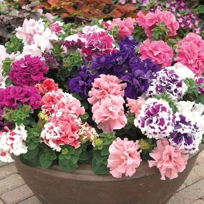 hanging petunia flower seeds