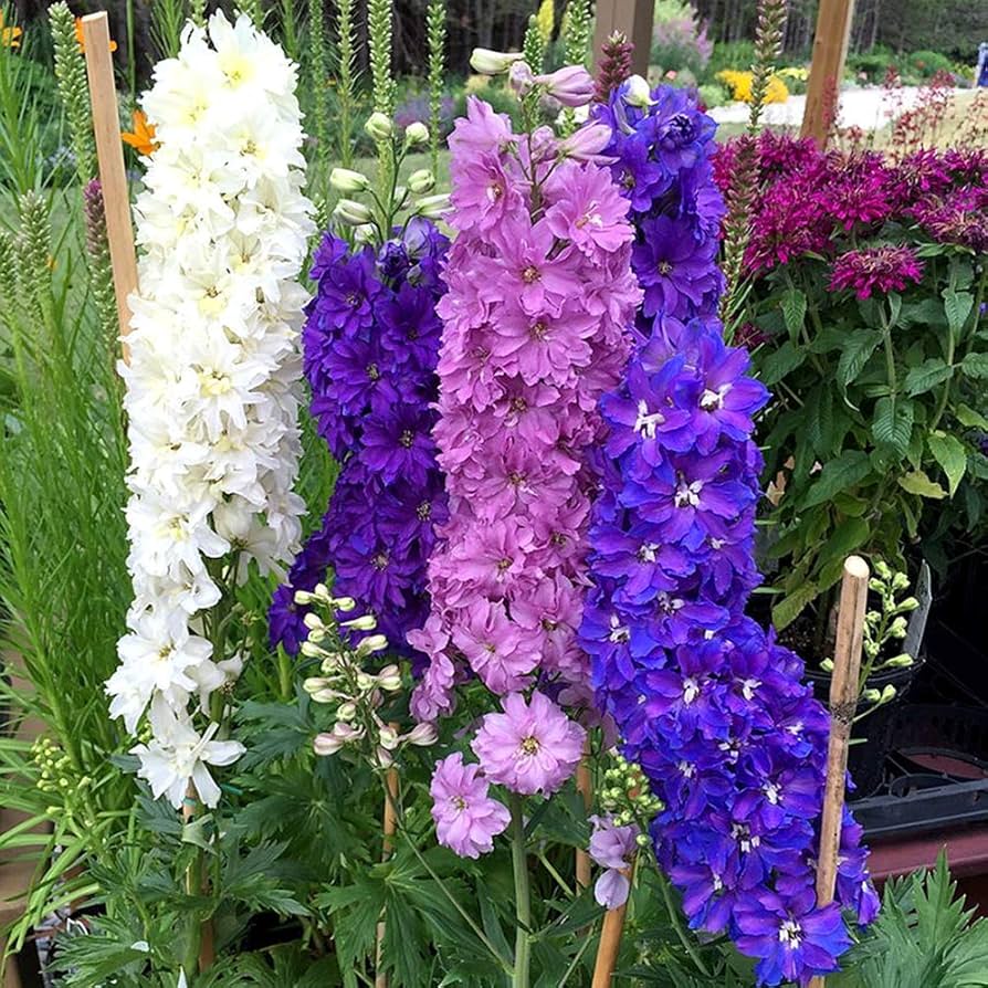 Mixed Delphinium Bonsai Flower Planting In Garden Flower Seeds Home Garden Planting,