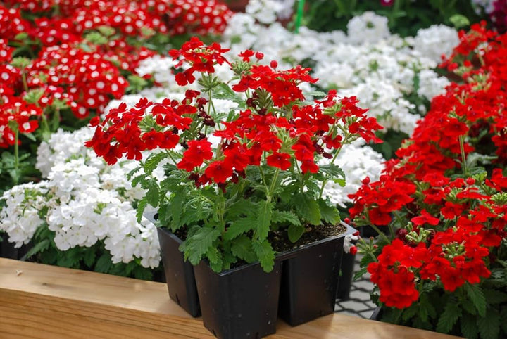 Bourgogne Verbena blomsterfrø til plantning - 100 stk