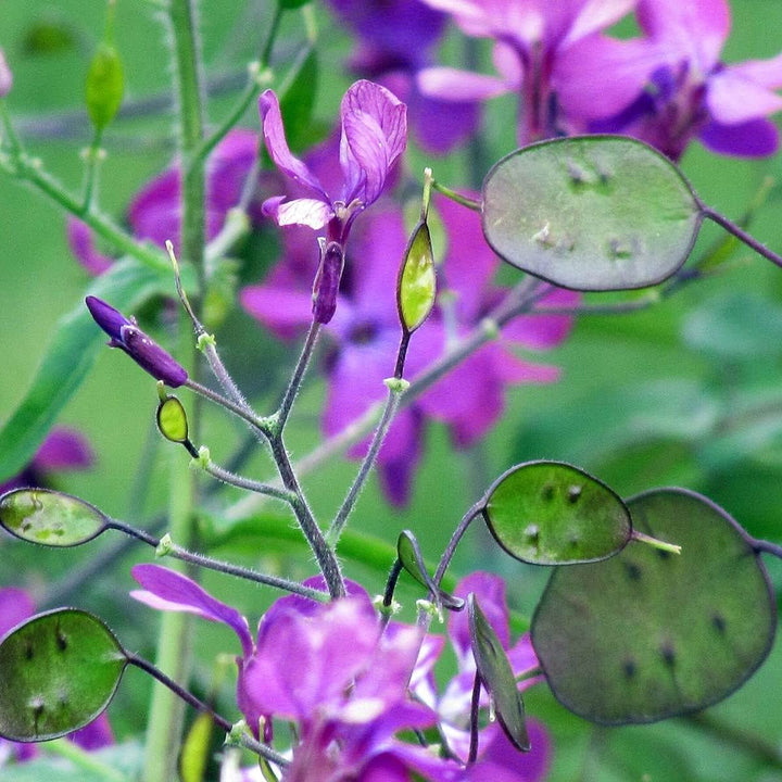 Heirloom Non-GMO Lunaria Money Plant Seeds for Planting – Violet Blooms with Decorative Seed Pods Organic Garden Seeds