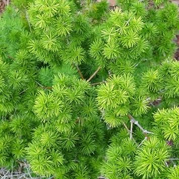 Flower Seeds, Seeds for Planting, Plant Seeds