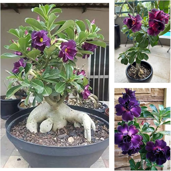 Purple Adenium Obesum Flower Seeds for Planting - 100 pcs