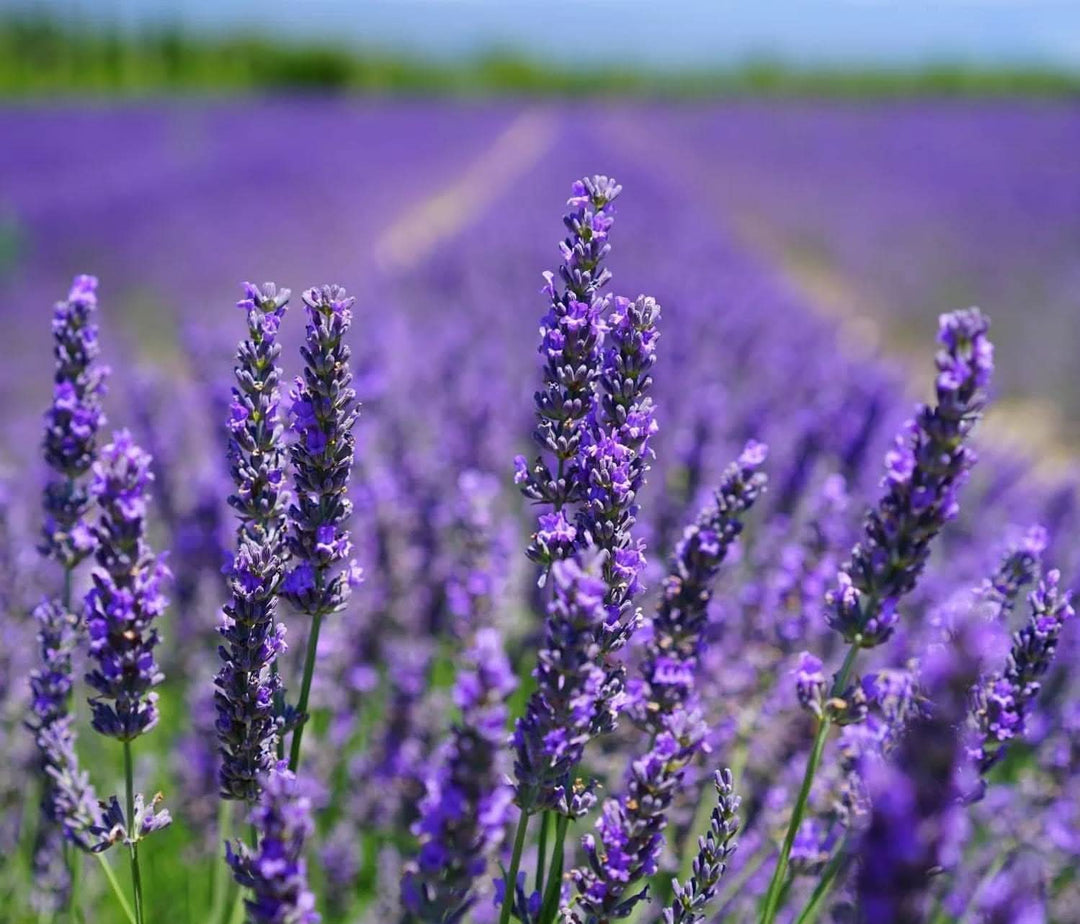 lavender lavendel flower seeds