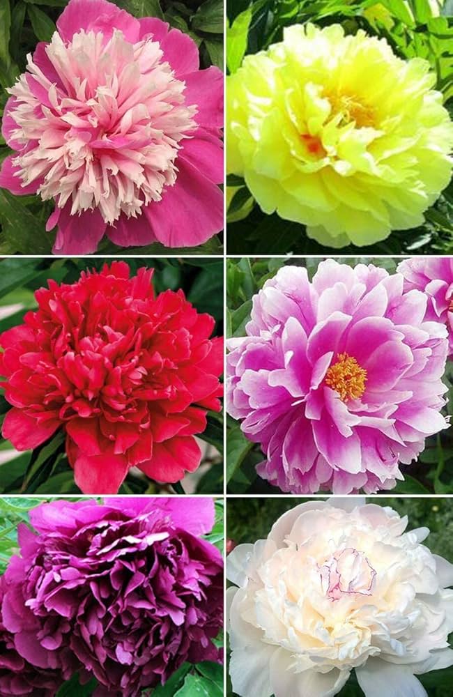 peony paeonia flower seeds