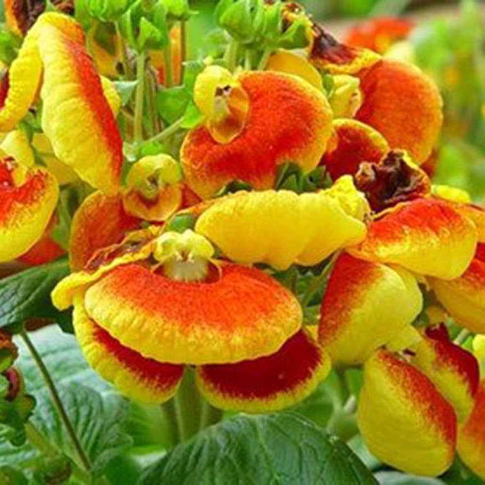 Orange Calceolaria Flerårige blomsterfrø til udplantning 100 stk