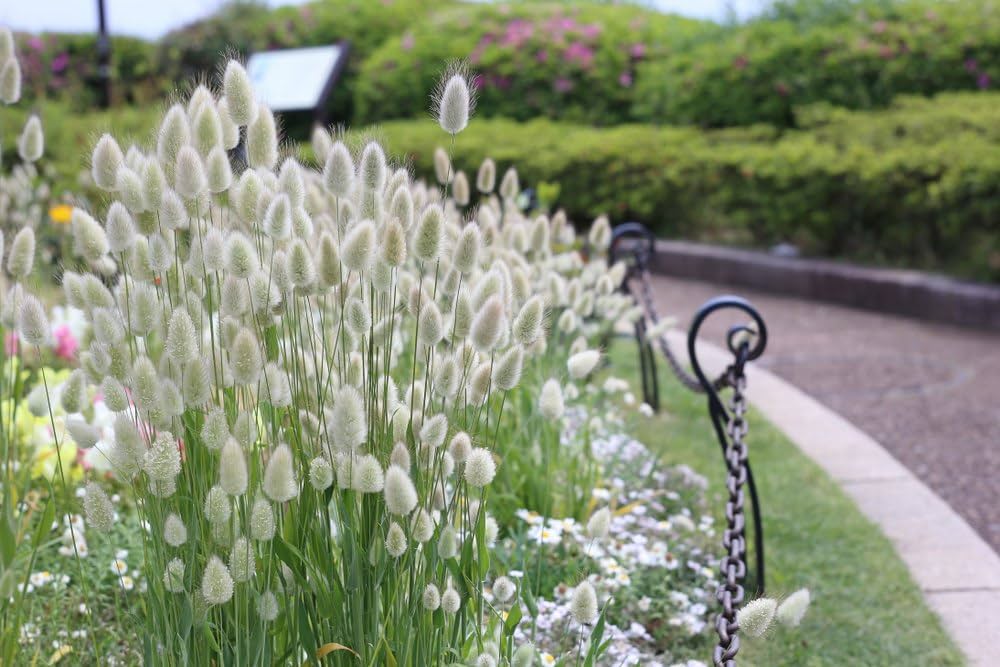 bunny tail flower seeds
