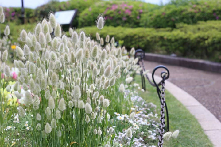 Bunny Tail Grass For Planting Lagurus Ovatus For Ornamental Gardens And Ground Cover Flower Seeds