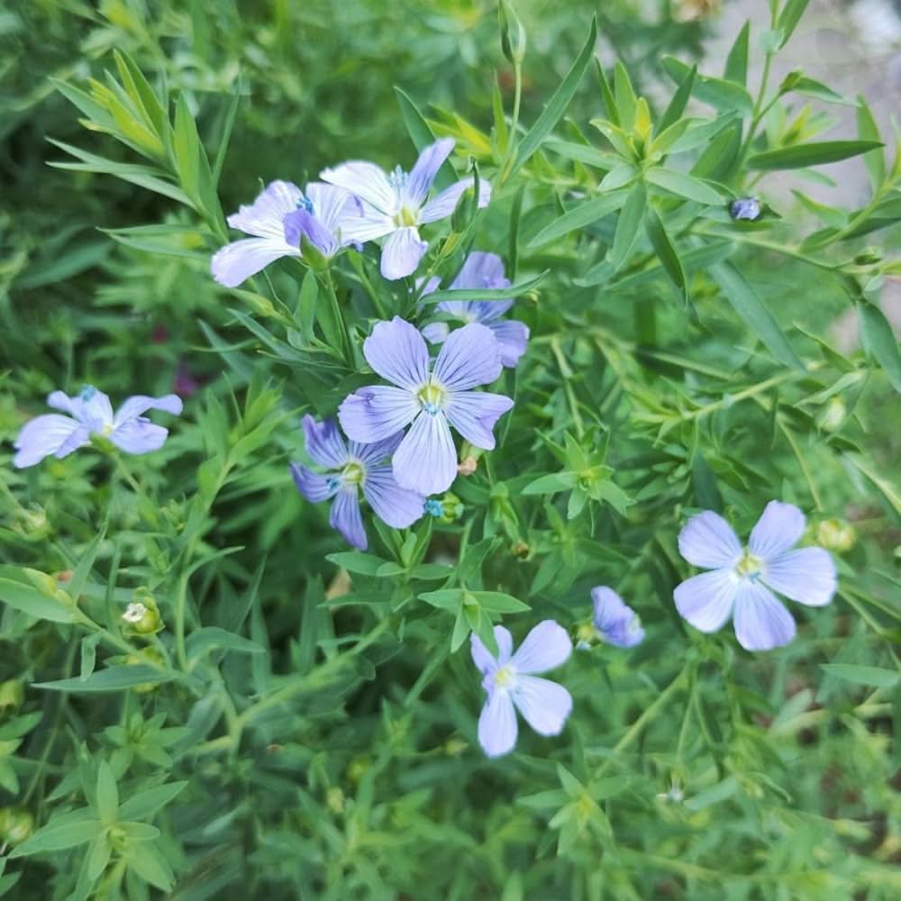 viscaria rose flower seeds