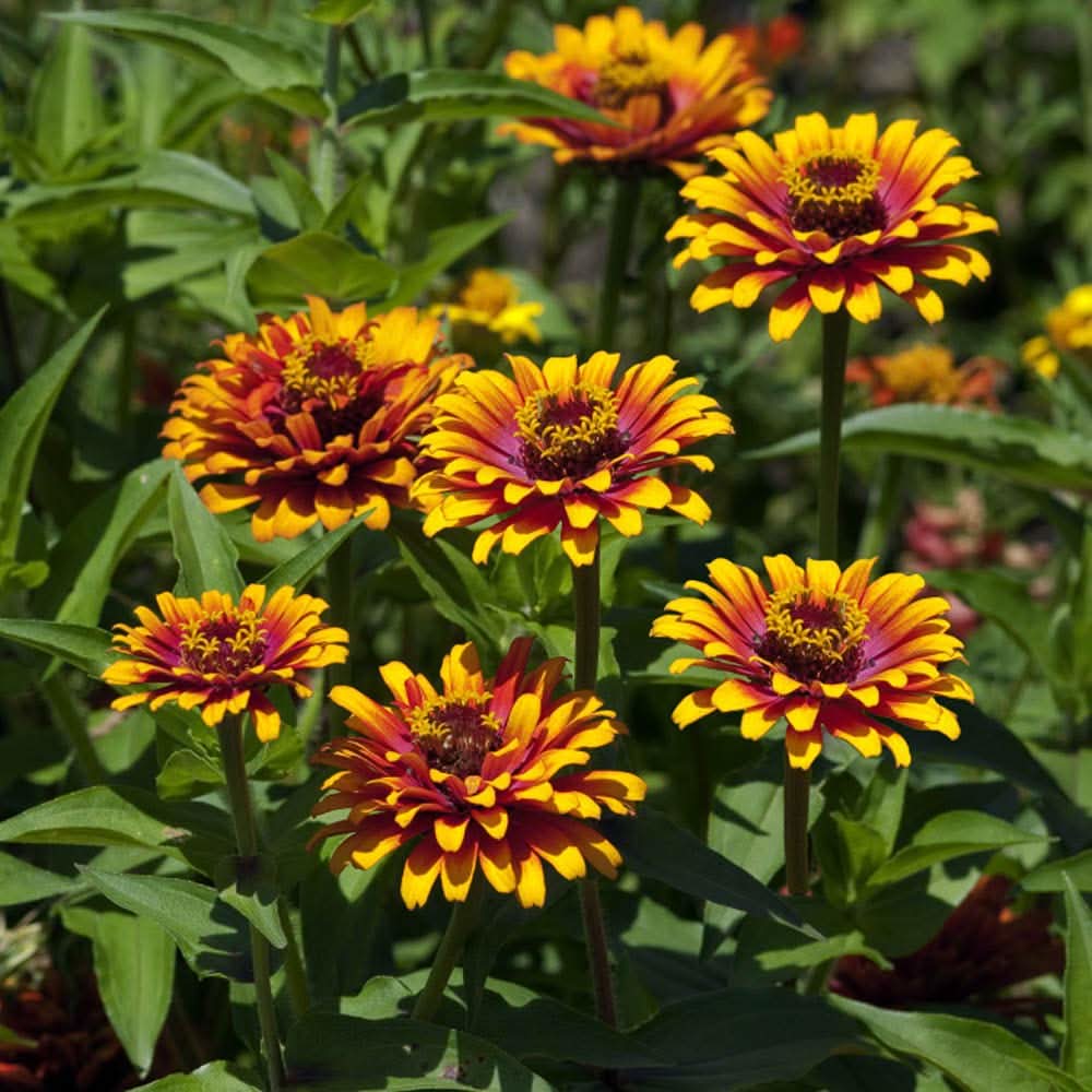 red yellow flower seeds