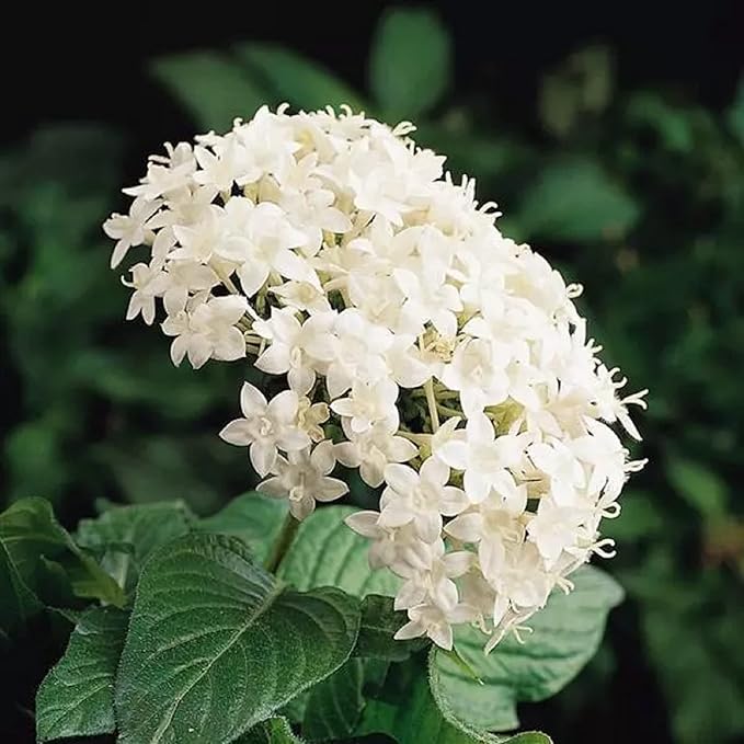 Lanceolata Flower Seeds for Planting White 100 pcs