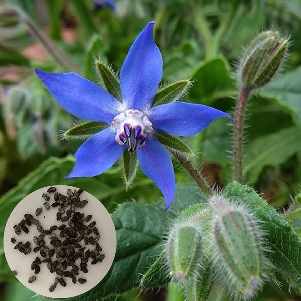 borage borago flower seeds