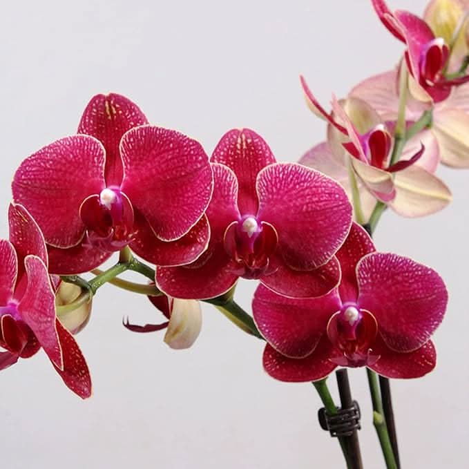 red orchid flower seeds