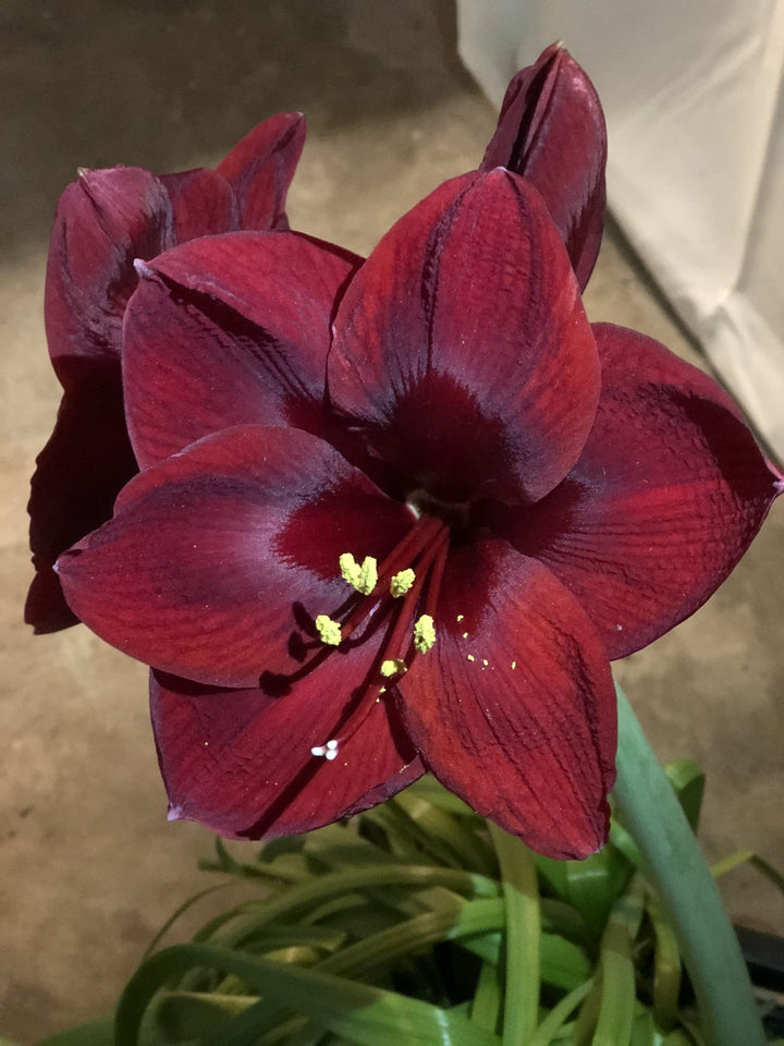 Heirloom Non-GMO Maroon Amaryllis Flower Seeds – Bold Blooming Bulb Seeds for Home Gardens