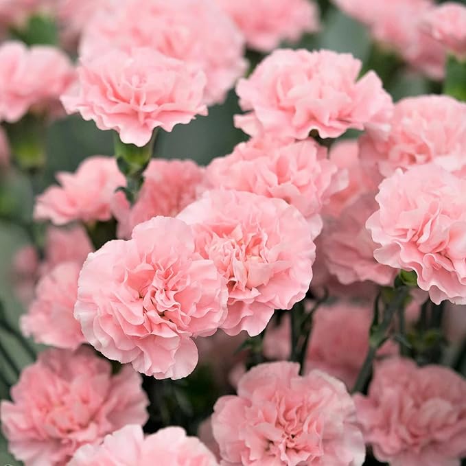 Nellik Dianthus Blomsterfrø til Plantning Lyserød 100 stk