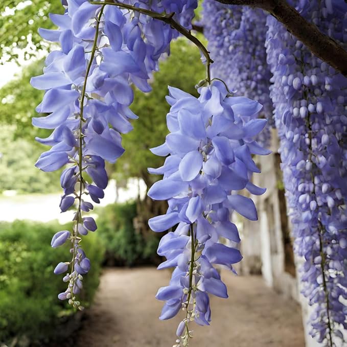 Wisteria blomsterfrø til plantning, tykke blå blomster, 100 stk